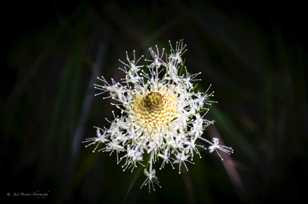 Bear Grass-4065.jpg Bear Grass-4065.jpg
